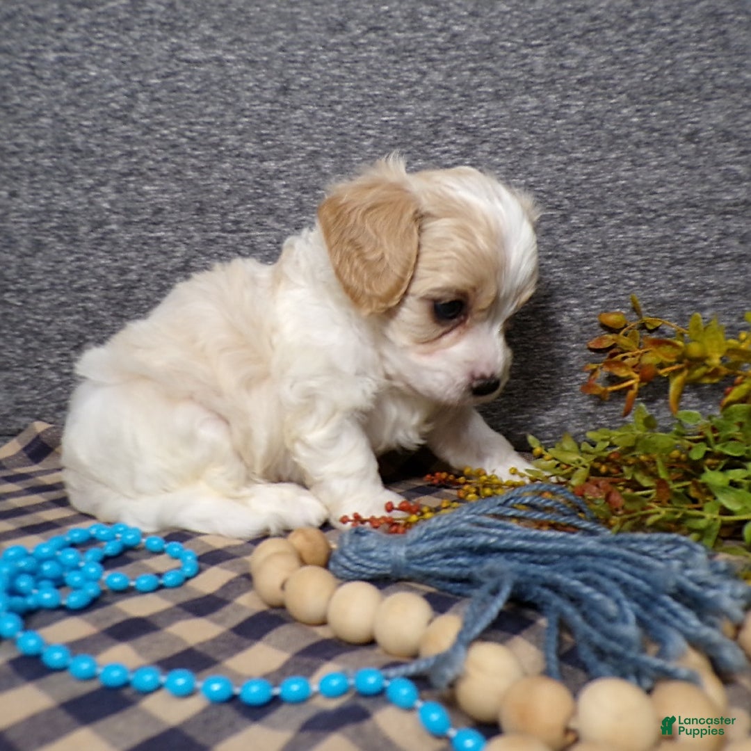 Cavachon dogs for sale: Banjo - Image 10