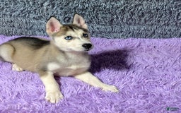 Siberian Husky dogs for sale: Lady - Image 10