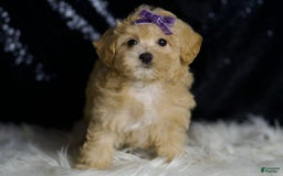 Maltipoo dogs for sale: Maltipoo 4 puppies - Image 11