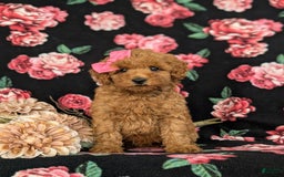 Bichpoo dogs for sale: Jessie - Image 2