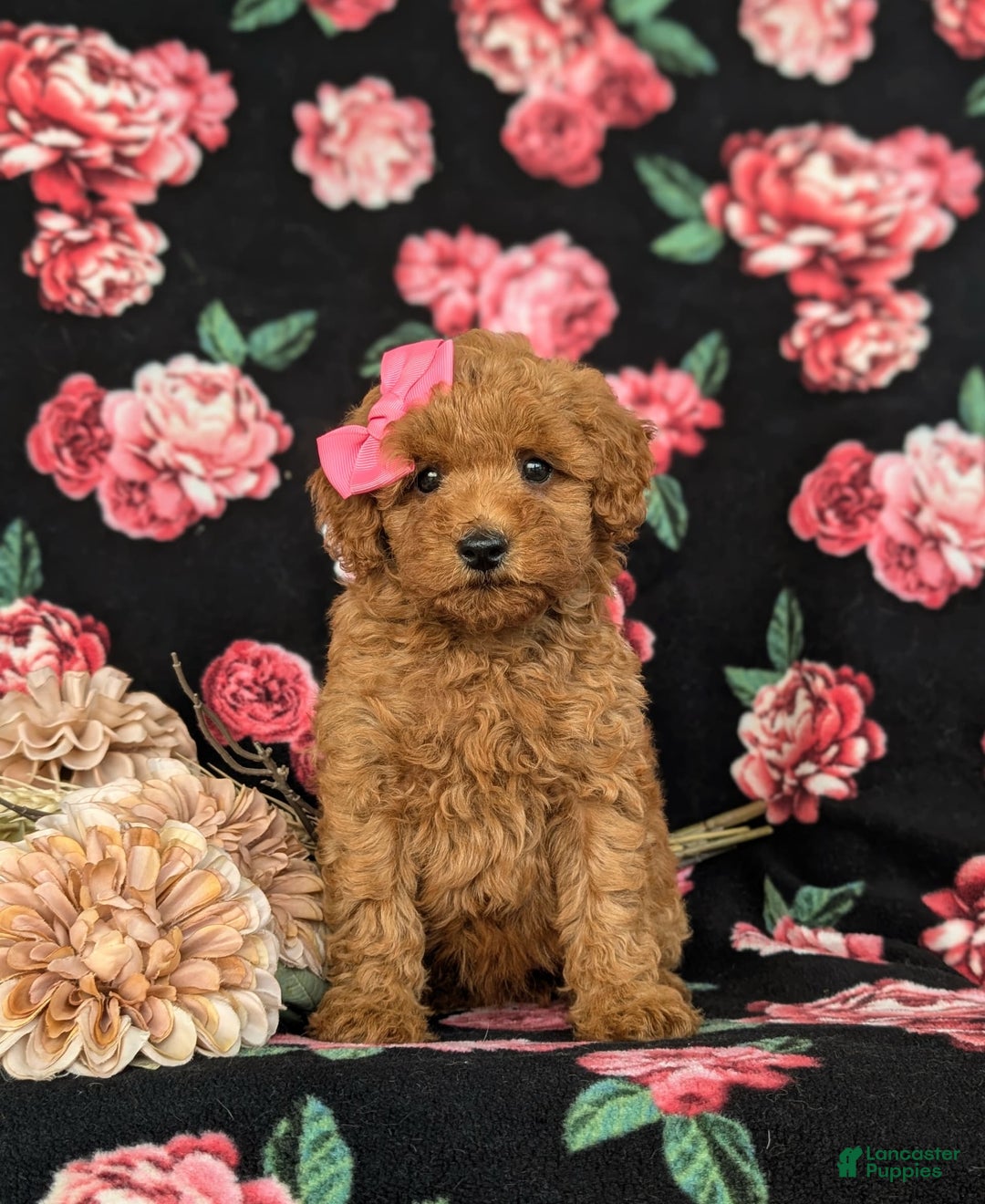Bichpoo dogs for sale: Jessie - Image 2