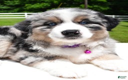 Miniature Australian Shepherd dogs for sale: Jewel - Image 3