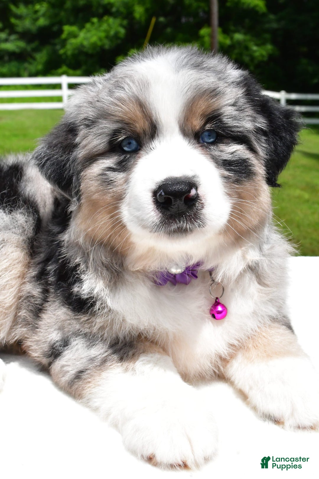 Miniature Australian Shepherd dogs for sale: Jewel - Image 3