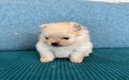 Pomeranian dogs for sale: Bunny - Image 7