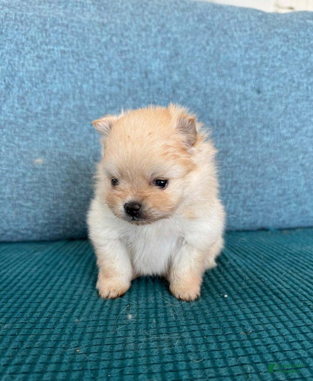 Pomeranian dogs for sale: Bunny - Image 7