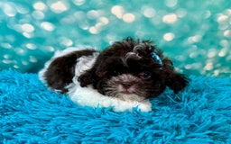 Shihpoo dogs for sale: Lil Alfie - Image 3
