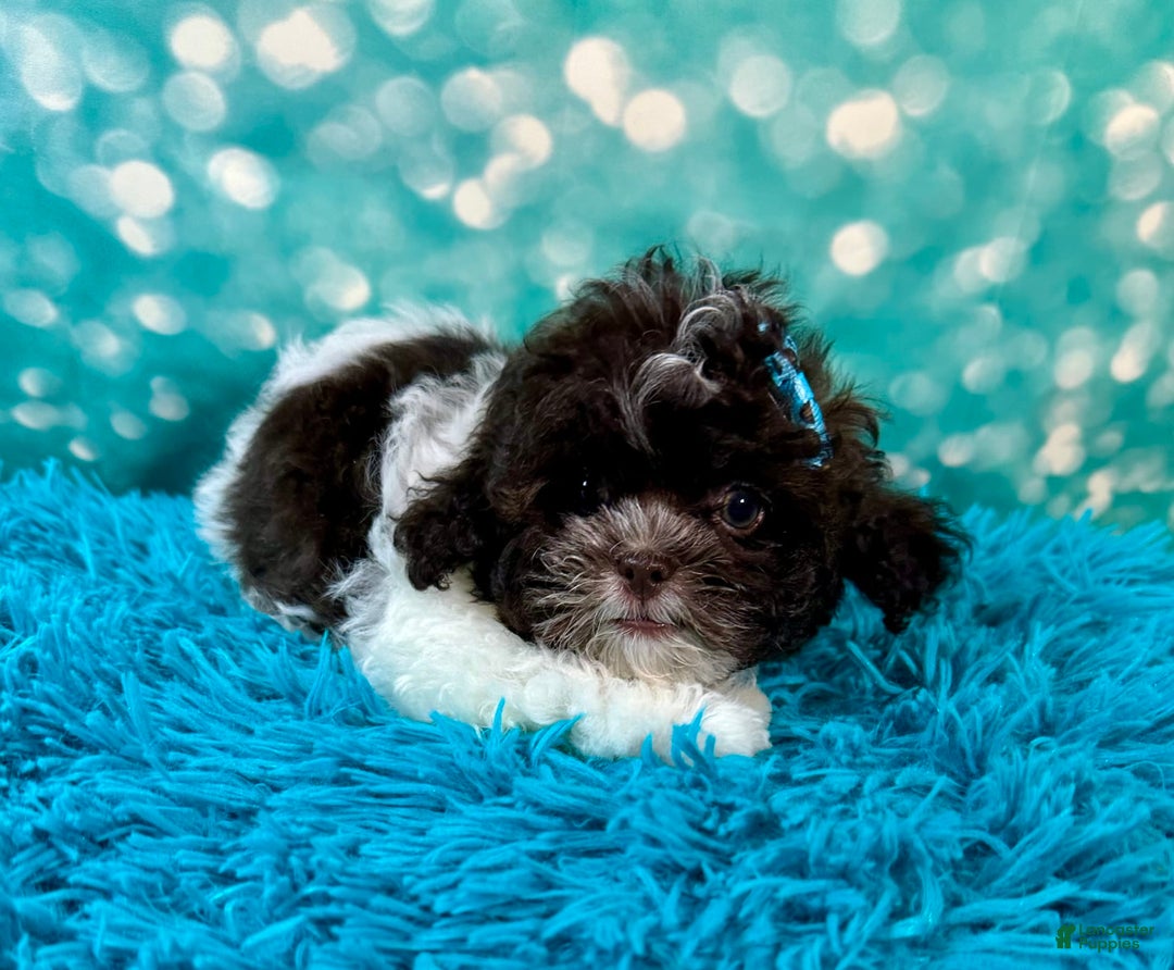 Shihpoo dogs for sale: Lil Alfie - Image 3