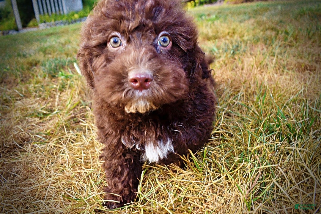 Havapoo dogs for sale: Jesse - Image 6
