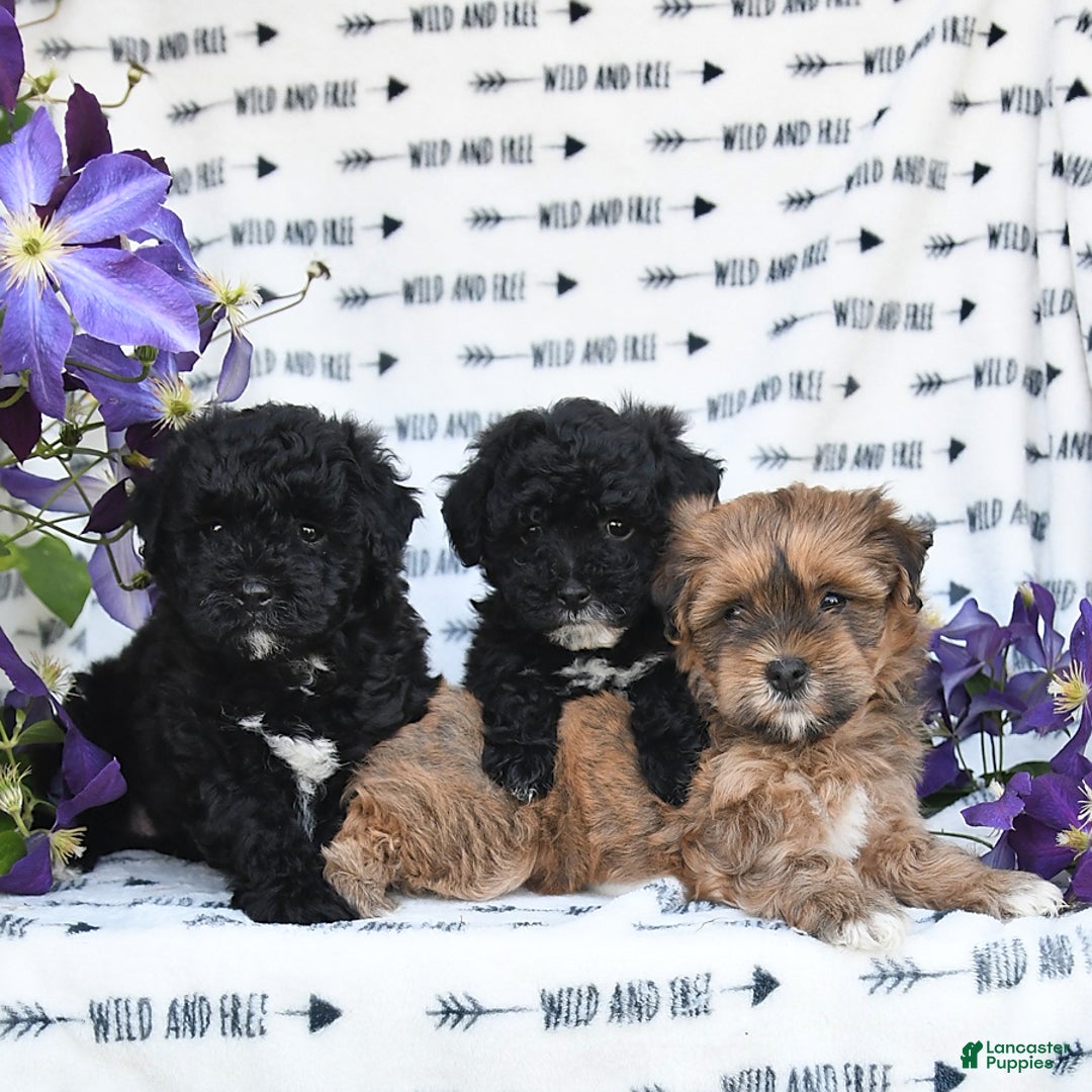 Havapoo dogs for sale: Lollipop - Image 7