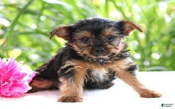 Yorkshire Terrier dogs for sale: Sage - Image 3