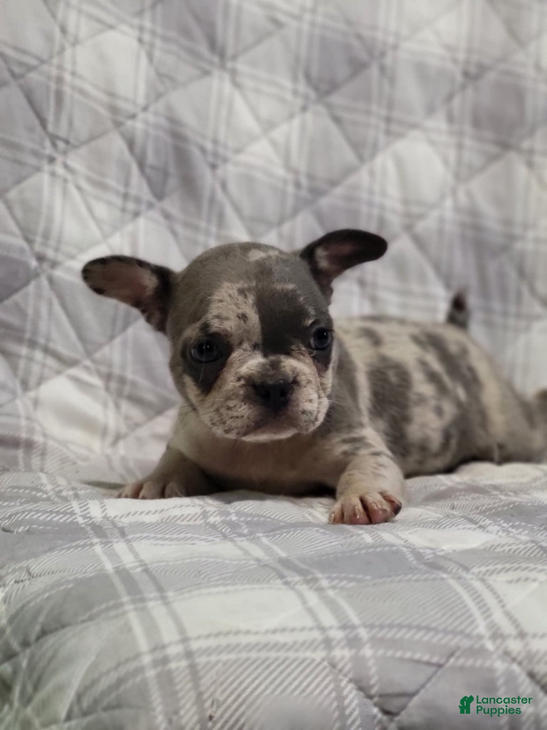 Frenchton dogs for sale: Jannie - Image 1