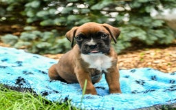 Boxer dogs for sale: Honey - Image 2