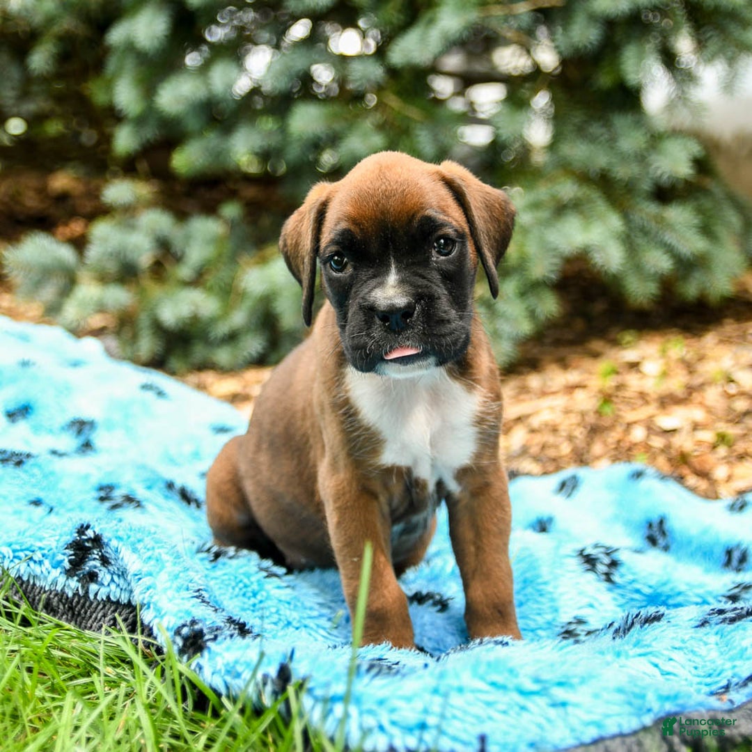 Boxer dogs for sale: Honey - Image 2
