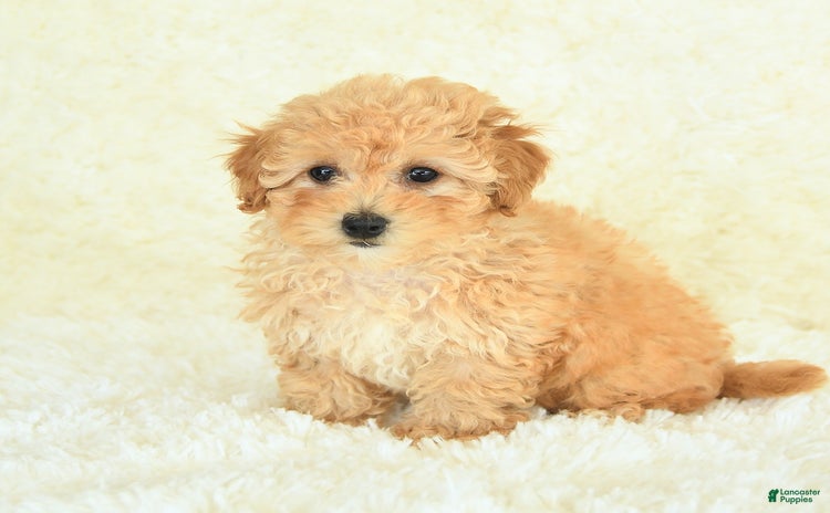 Bichpoo dogs for sale - Ad 1