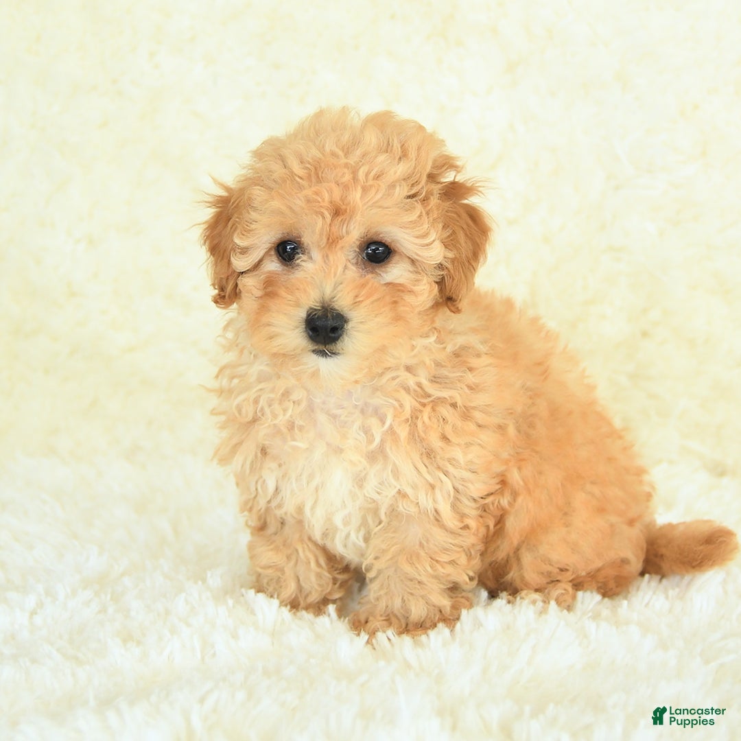 Bichpoo dogs for sale: Sugar Cookie - Image 1
