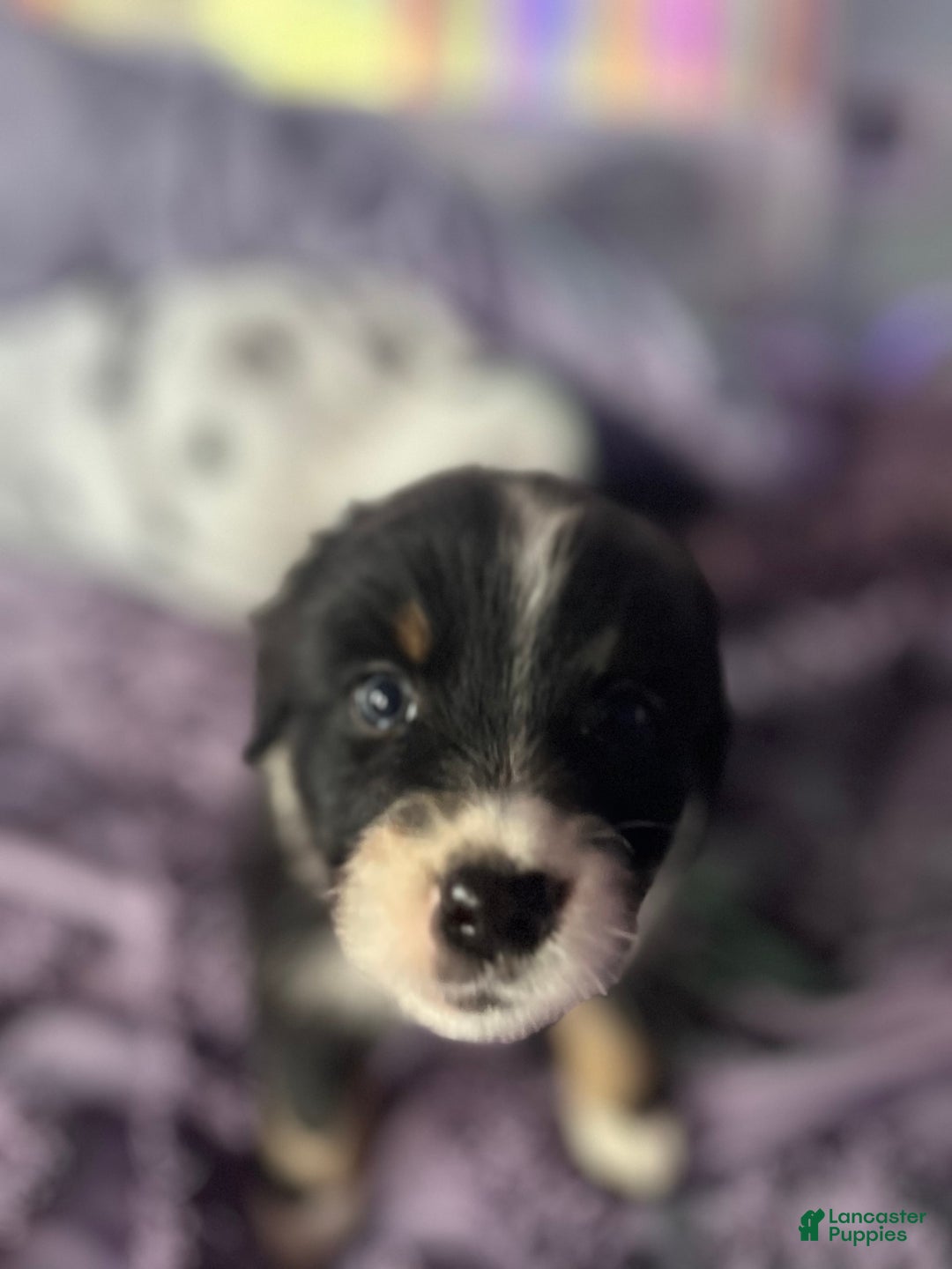 Australian Shepherd dogs for sale: Charlie - Image 2