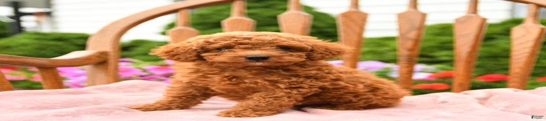 Duke