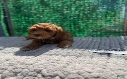 Mini Goldendoodle dogs for sale: Will - Image 2