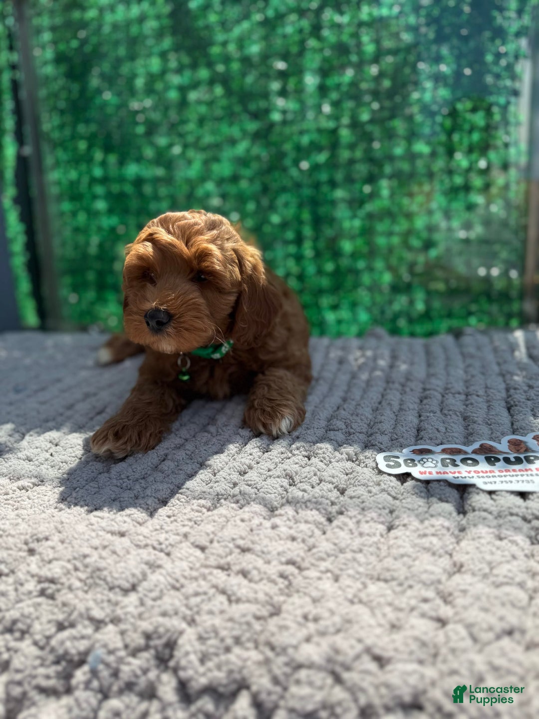Mini Goldendoodle dogs for sale: Will - Image 2