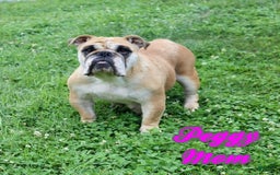 English Bulldog dogs for sale: Winston - Image 15