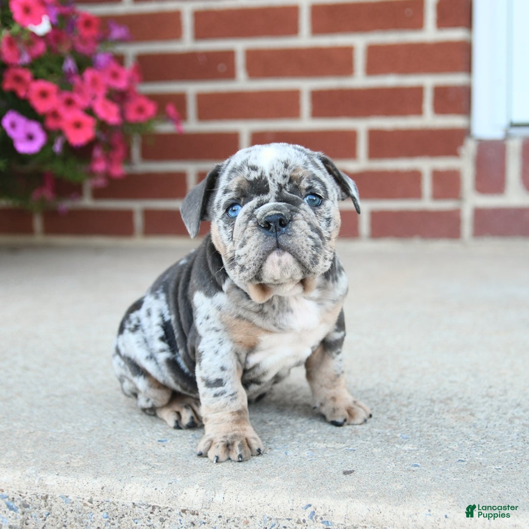 Olde English Bulldogge dogs for sale: Carlie - Image 1