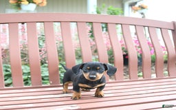 Miniature Dachshund dogs for sale: Ace - Image 1