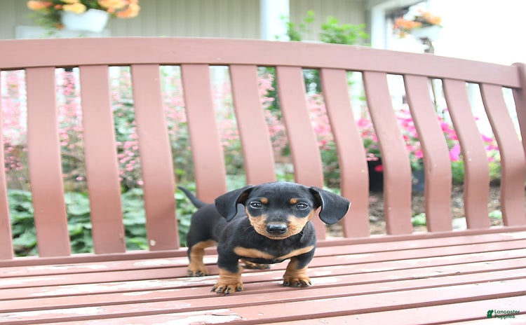 Miniature Dachshund dogs for sale - Ad 1
