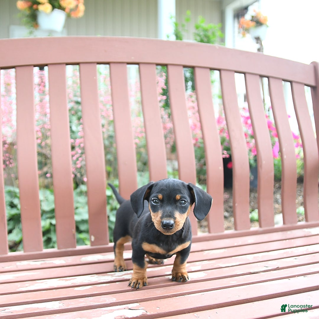 Miniature Dachshund dogs for sale: Ace - Image 1