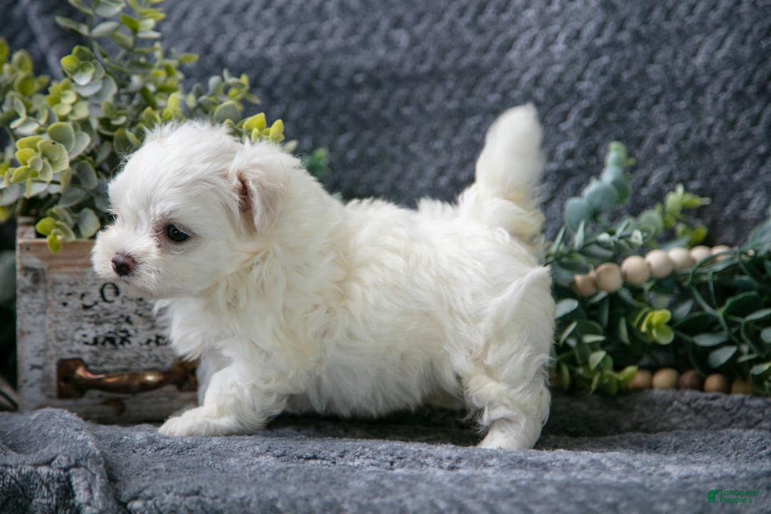Maltese dogs for sale: Snowbell - Image 1
