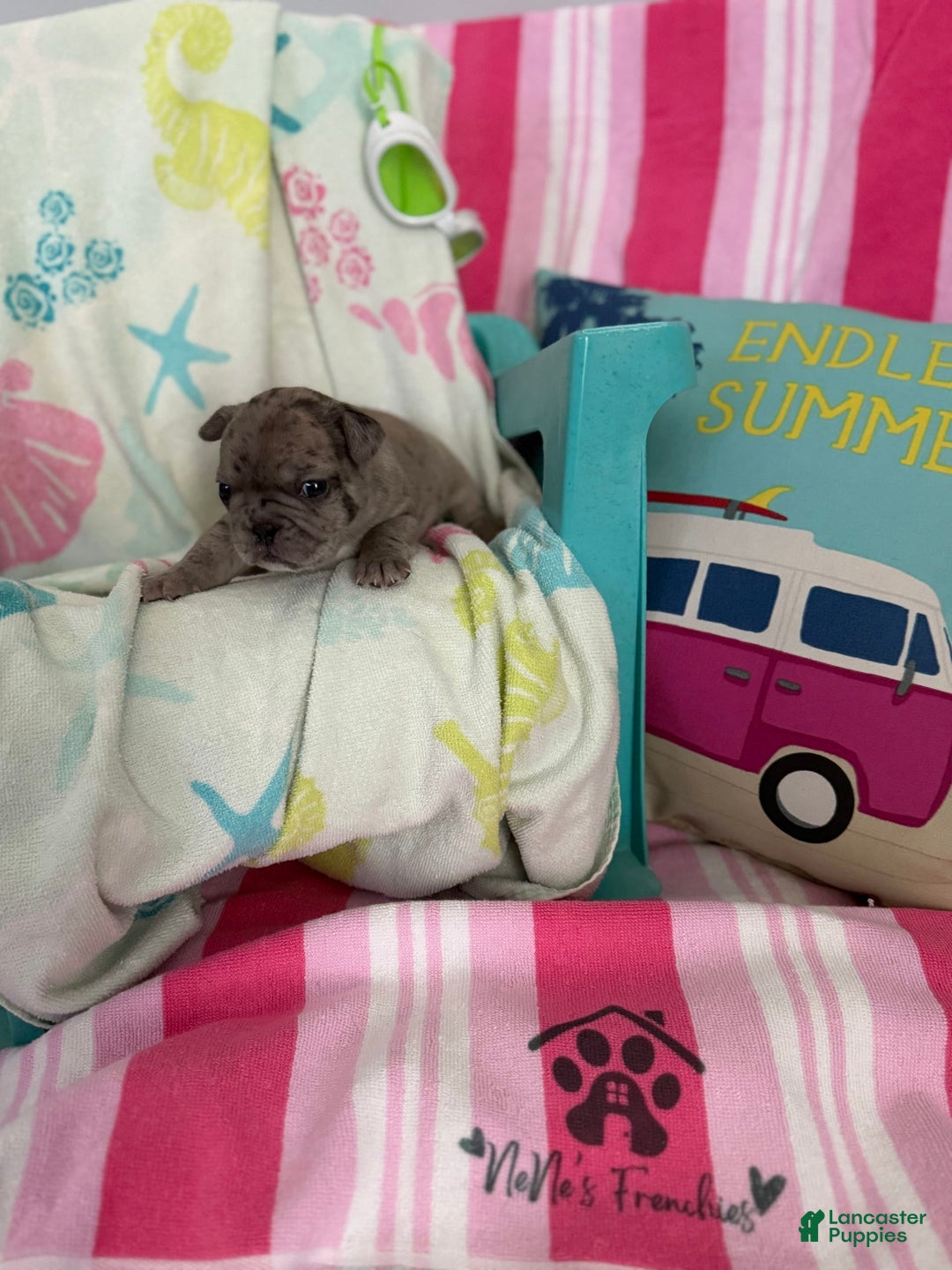 French Bulldog dogs for sale: Akc Blue Merle - Image 2