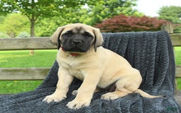 English Mastiff dogs for sale: Molly - Image 3