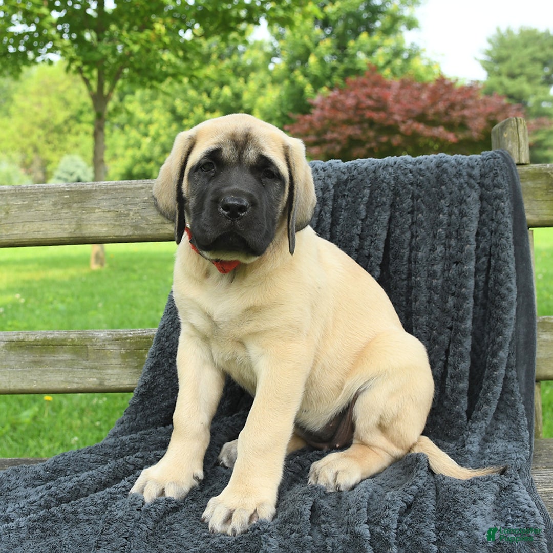English Mastiff dogs for sale: Molly - Image 3