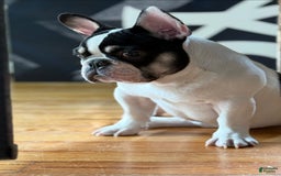 French Bulldog dogs for sale: Benji - Image 3