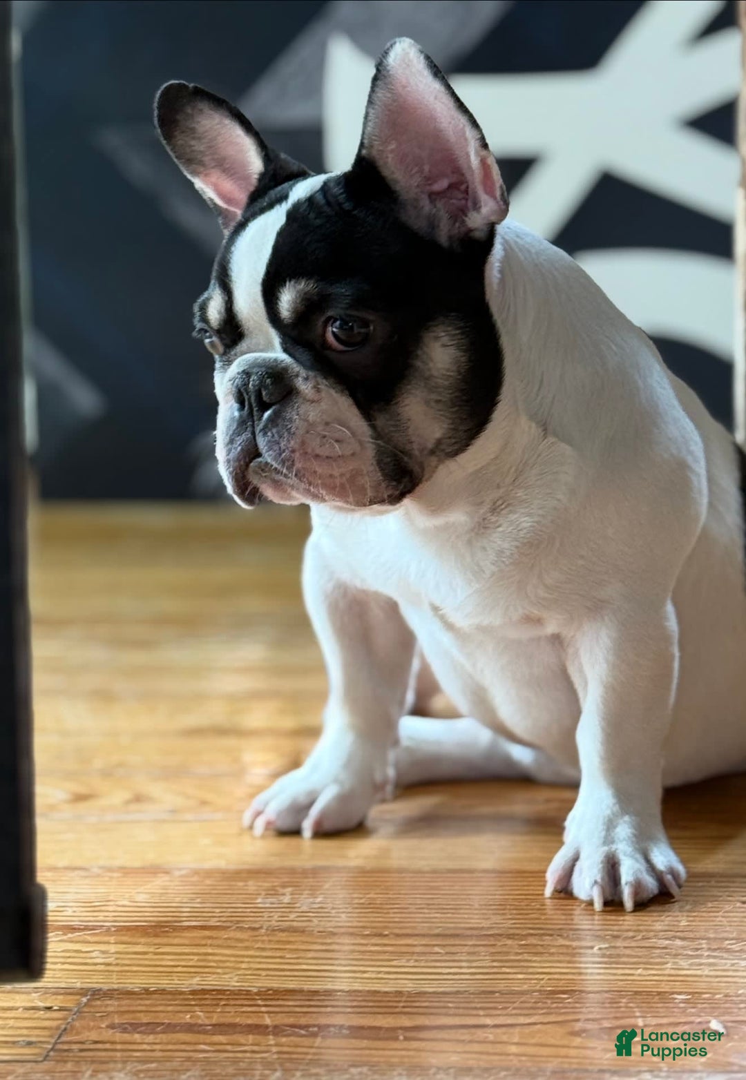 French Bulldog dogs for sale: Benji - Image 3