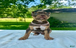 American Bully dogs for sale: Ms. Rose - Image 7