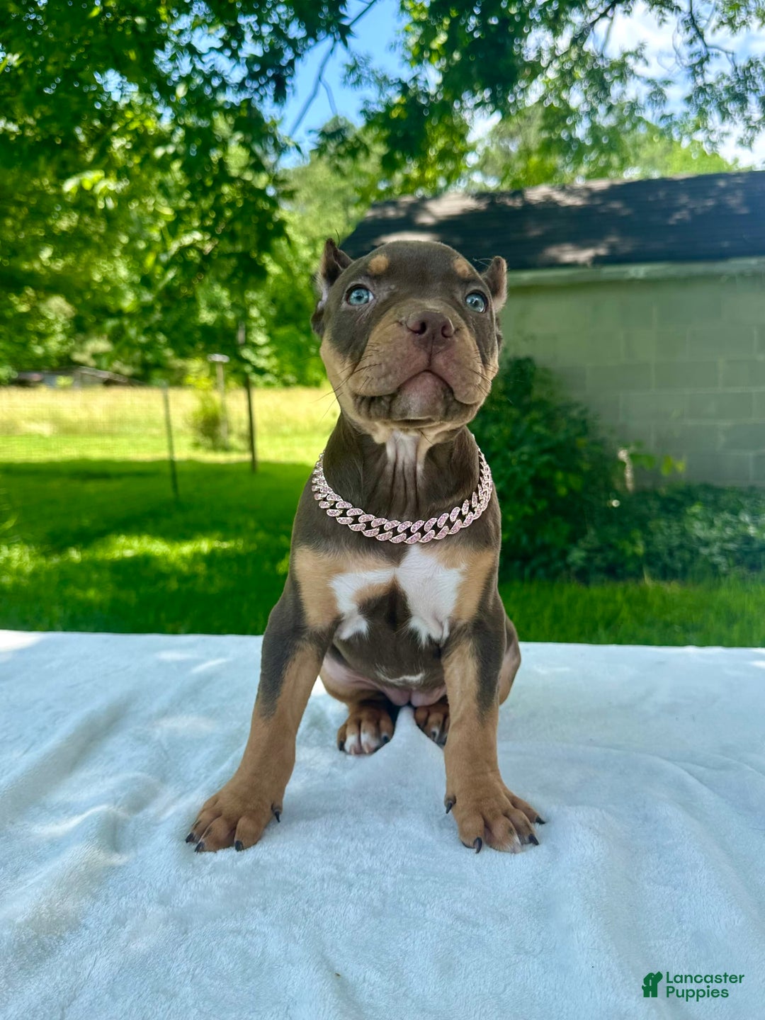 American Bully dogs for sale: Ms. Rose - Image 7