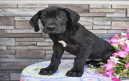 Great Dane dogs for sale: Coffee - Image 5