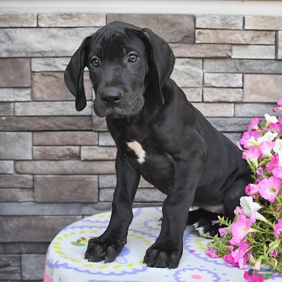 Great Dane dogs for sale: Coffee - Image 5