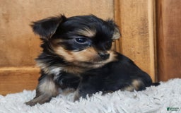 Yorkshire Terrier dogs for sale: Teacup Tiny Boy - Image 3