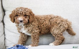 Miniature Poodle dogs for sale: Knox - Image 9