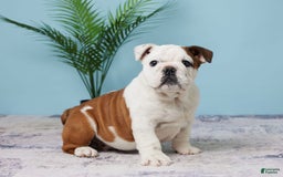 English Bulldog dogs for sale: Harley - Image 4