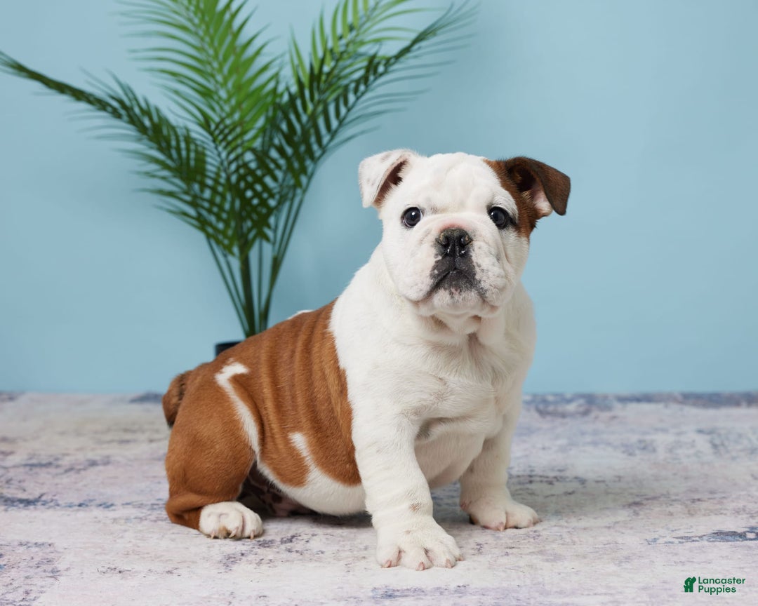 English Bulldog dogs for sale: Harley - Image 4