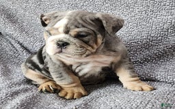 English Bulldog dogs for sale: Campbell - Image 1