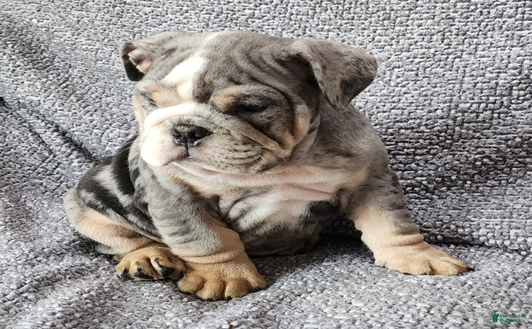 English Bulldog dogs for sale - Ad 5