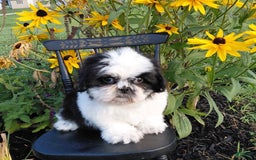 Shih Tzu dogs for sale: Star - Image 2
