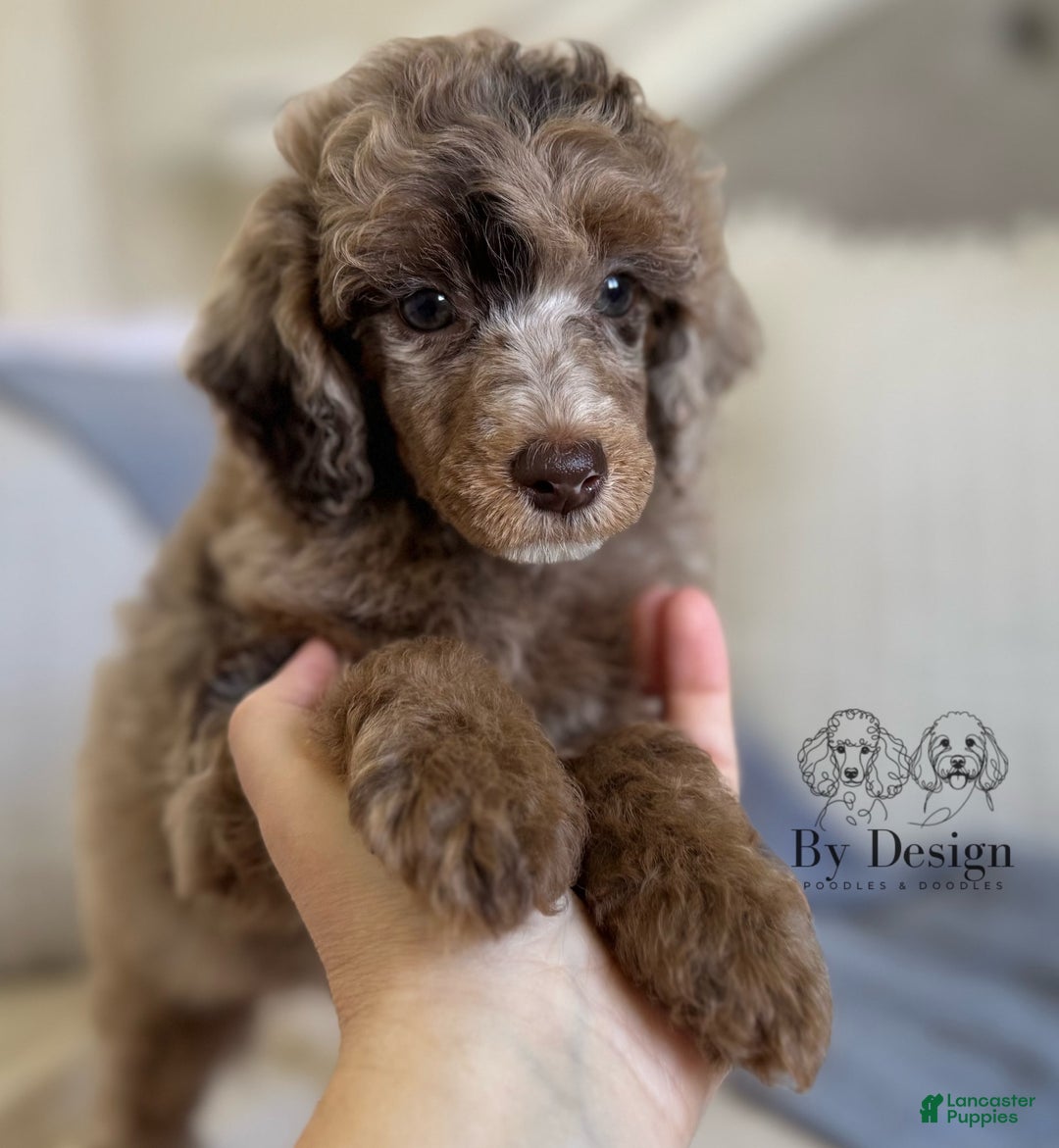 Standard Poodle dogs for sale: Amos - Image 3