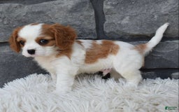 Cavalier King Charles Spaniel dogs for sale: Buddy - Image 6