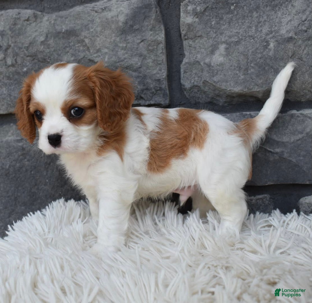 Cavalier King Charles Spaniel dogs for sale: Buddy - Image 6