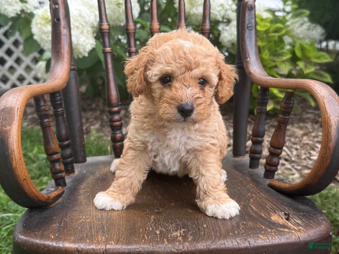 Goldendoodle dogs for sale: Butterscotch - Image 6