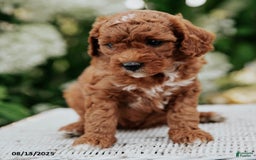 Cavapoo dogs for sale: Bailey - Image 2